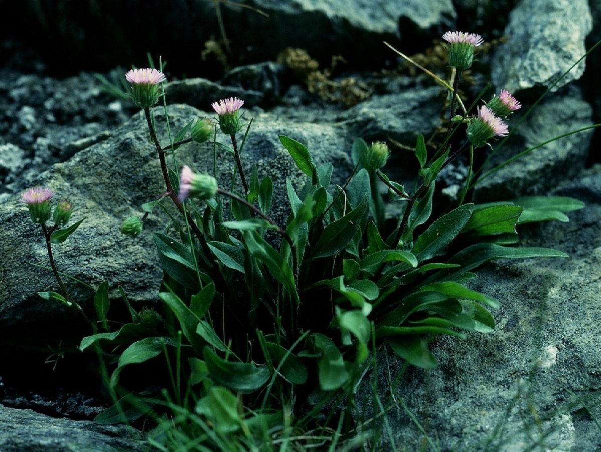 Erigeron alpinus (Asteraceae)
